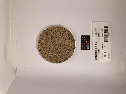 Click for 1 image(s) for this accession. SEED